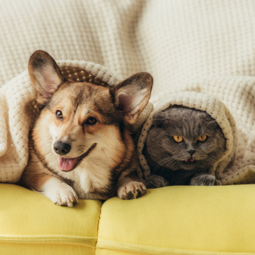 For Pets